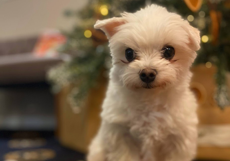 festive dog stay